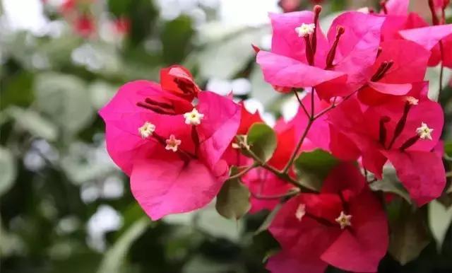 这些花卉太阳越大,花开越鲜艳,最适合夏季来养了!