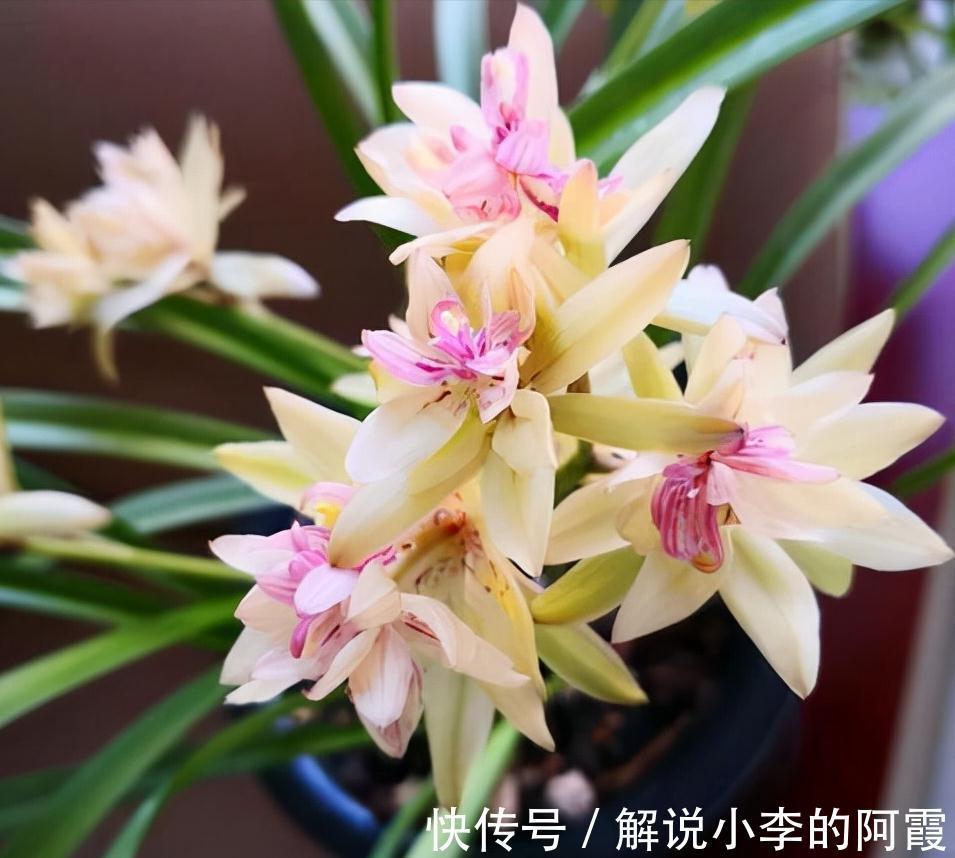 富贵|适合客厅养的5种漂亮花,喜庆大气又吉祥,幸福感满满