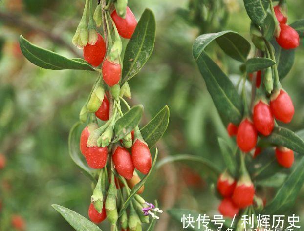 补充蛋白质|秋天养生,女性可以经常吃的食物,预防皱纹、延缓衰老