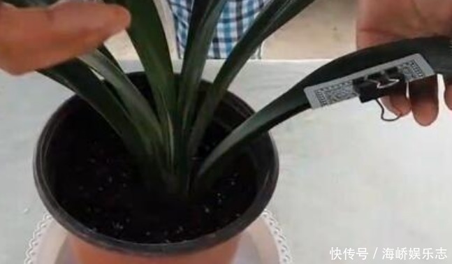 趋光性|君子兰叶片歪歪斜斜不整齐,巧用扑克牌叶片自动对齐长