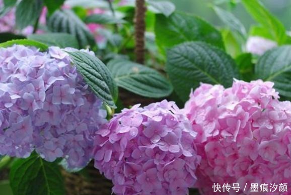 绣球要富养,越富花越大,美不胜收,宛若仙境!