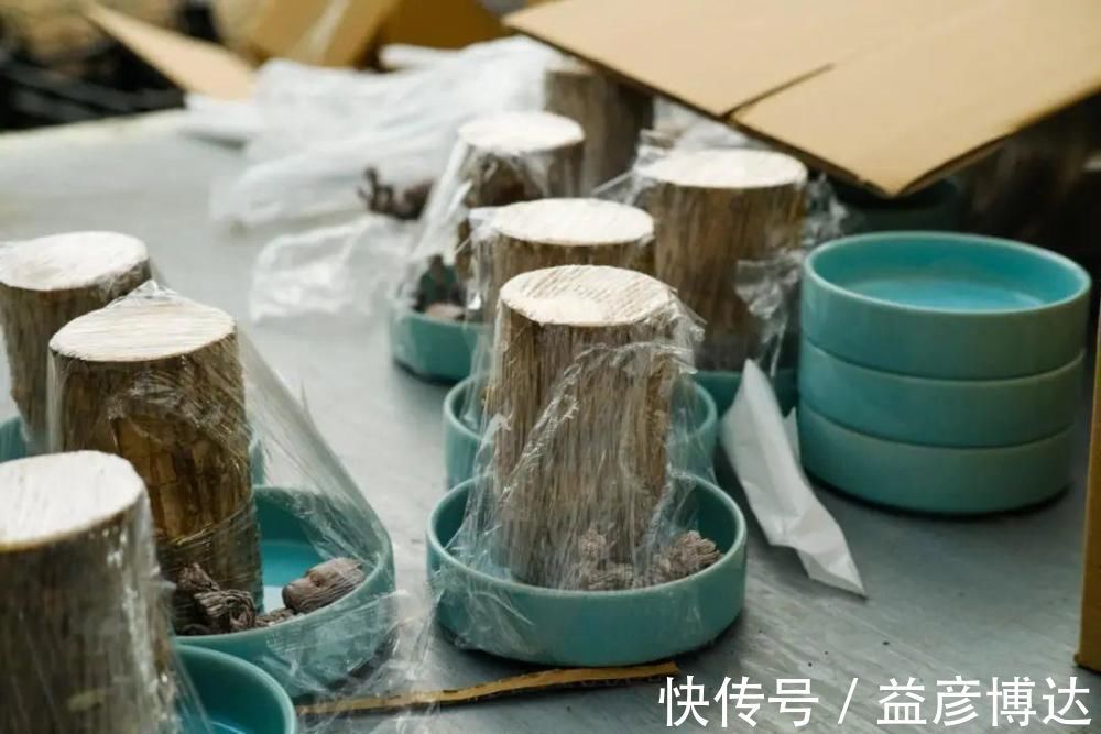 叶子|网上买的小木桩,泡水半个月,臭了还没长芽!