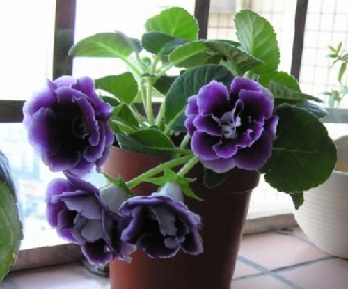 叶片|此花,特别喜阴,家里采光不好也能养,开花又大又鲜艳