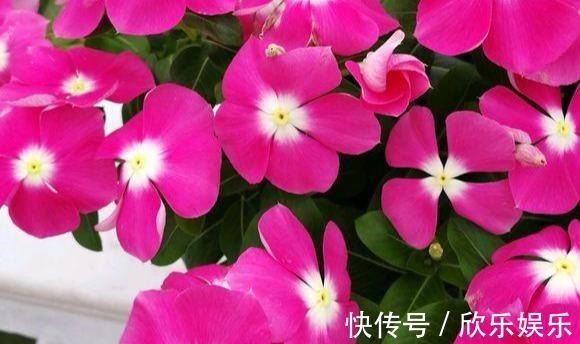 冠福|这花就叫“天天开”，咔咔一通剪，长成“小花树”，多了几十盆