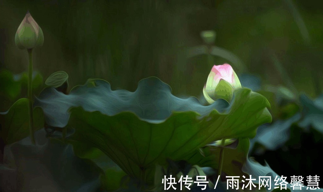 自律|马云分享荷花定律, 厚积薄发的能量远比我们想象的更强