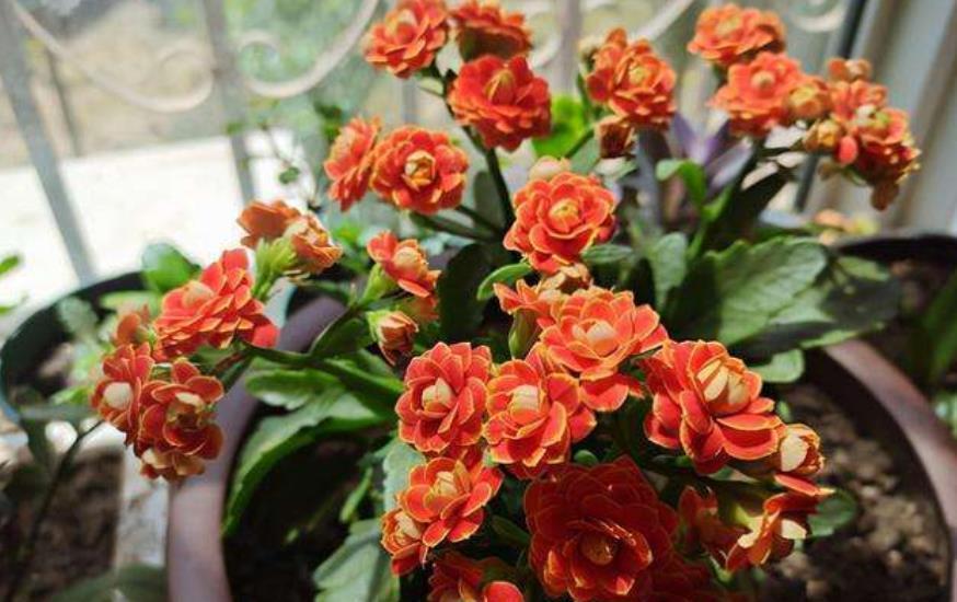 养分|想要长寿花花开不断?4个要点要谨记,不然花苞掉落还黄叶