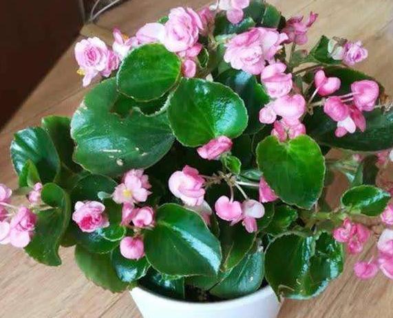 四季海棠不开花就是欠“收拾”,花苞蹿枝200个,花开年年红