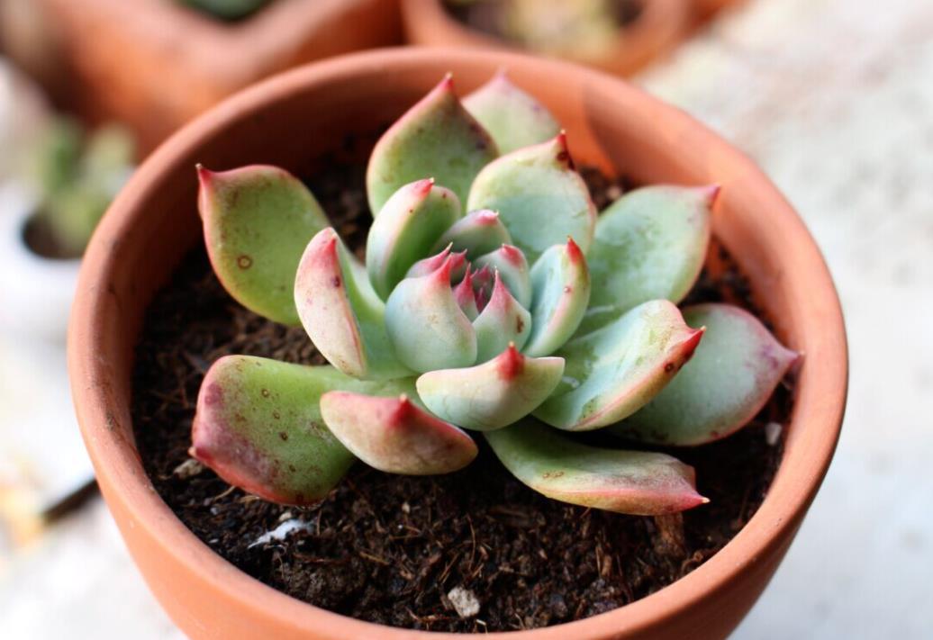 多肉|多肉叶子长皱纹,浇水不管用?学3招,养得饱满欲滴又坚挺