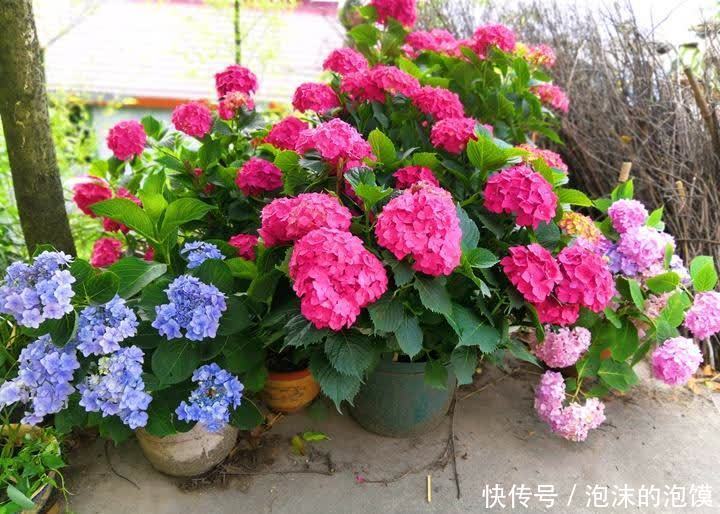 无尽夏|养花不在多,阳台种一棵“玫红妈妈”,花大色艳,开花满阳台