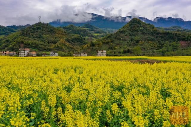 中年|雅安雨城：菜花金黄春色美