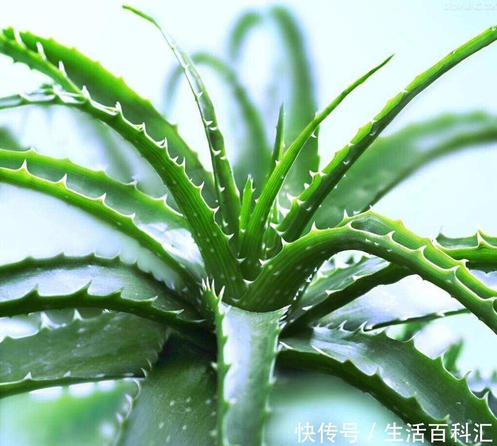 家里万万要养这几种植物,聪明人都懂,难怪家人身体越住越健康