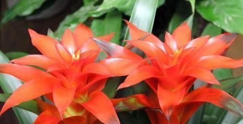 龙骨花|有钱人爱养这3种花,养家里镇宅、去煞又聚财,赶紧回家养一盆