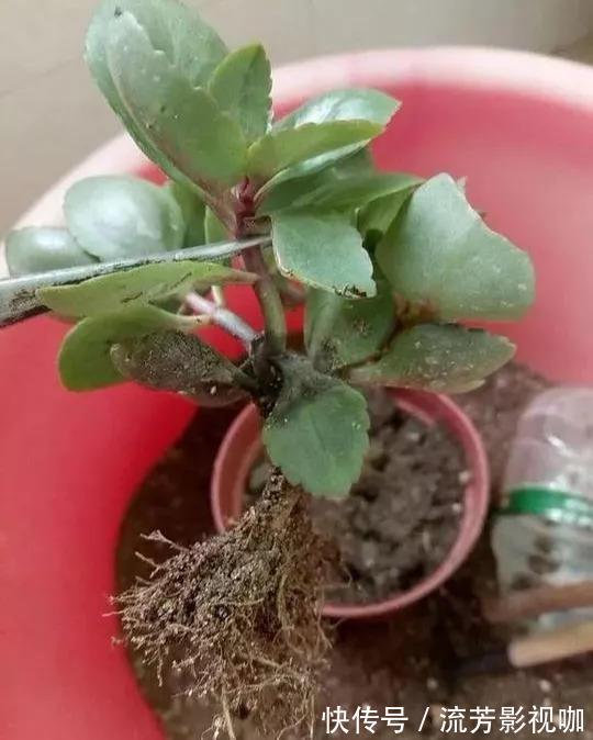 养长寿花,遇到2种枝条“不能留”,要不全军覆弄、不开花