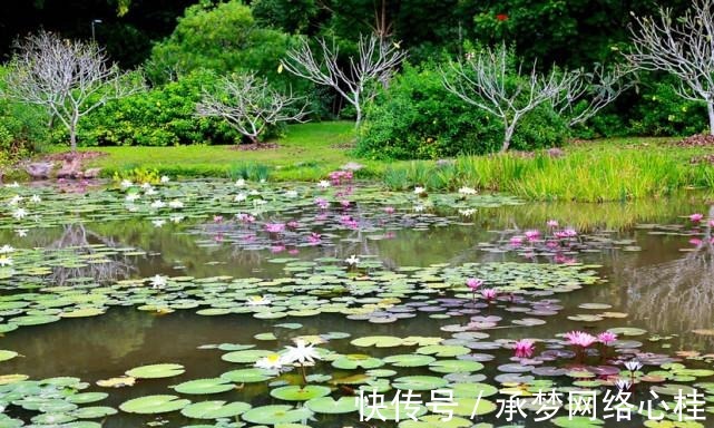 水生植物|中科院热带植物园，有一种能伴随着歌声翩翩起舞的植物，太神奇了