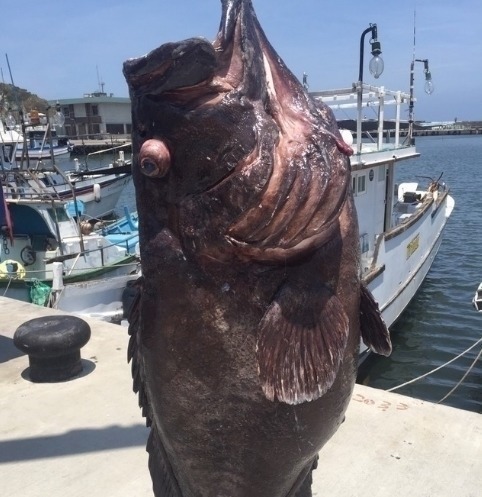 大鱼|男子钓到一条161斤黑色大鱼,知道真实身分后他激动不已