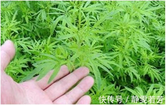 癣症|皮肤瘙痒癣症的克星,竟然是农村最常见的一种野草