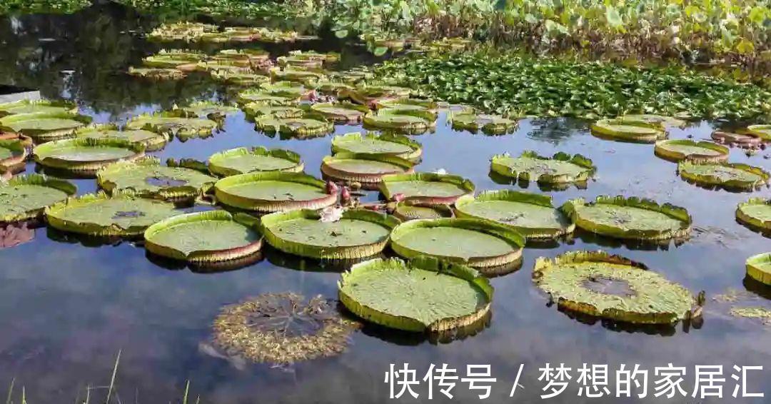 10种花太能喝水，一天一瓢水，7天爆满缸