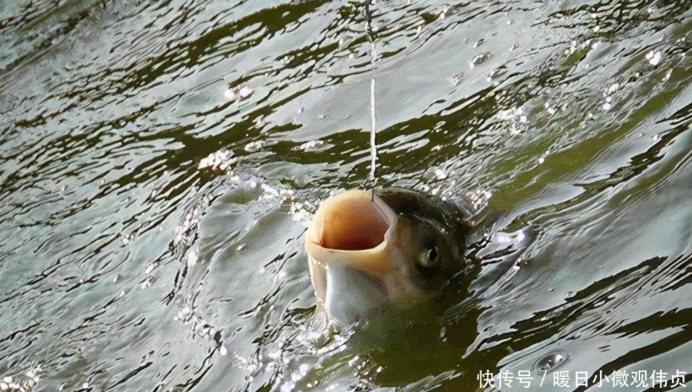 饵料|钓鲢鳙，记住这6步，轻松学会“正确”钓鲢鳙，对新手钓友很有用