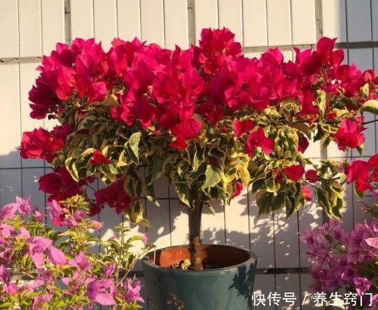 三角梅开完一茬花,如何操作让它花开二次三次小花匠教你个诀窍!