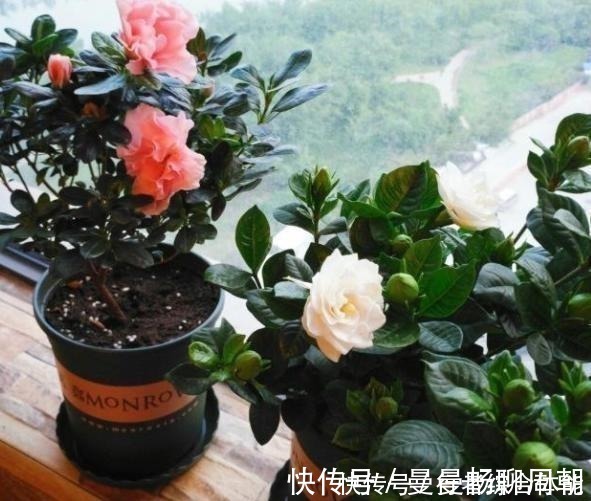 酸碱|栀子花“闹脾气”黄叶,用这3种“小能手”,平衡酸碱,容易开花!