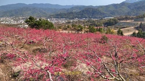 中年|春暖百花开，赏花正当时，蕉岭广福鹰嘴桃花吸引众多游客前往观赏