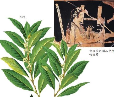 月桂！“吴刚伐桂”伐的到底是什么桂？