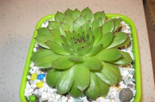 刚入坑养多肉,怕盆栽夭折,日常打理该注意这些,以防黑腐伤亡