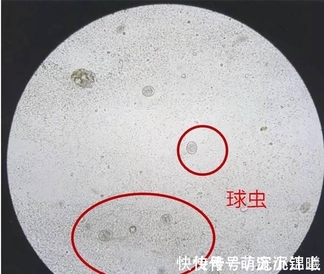 水果|3种水果中含有寄生虫,孩子再喜欢也要尽量少吃,不如多吃这几种