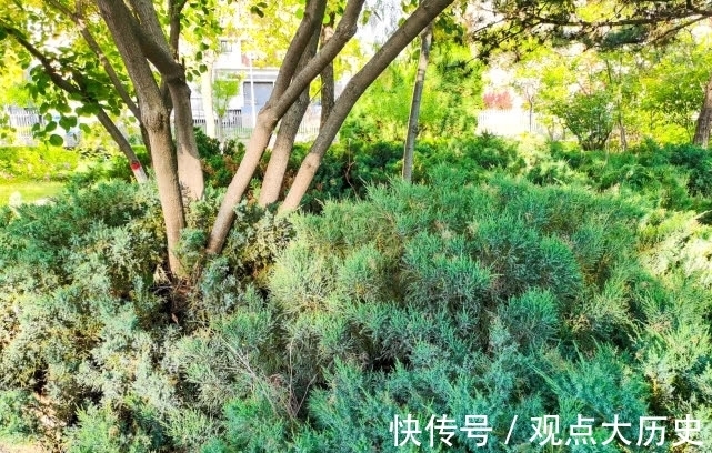 球花|旅行识花,它开花像花又似果,墓地陵园最多却少有人见过它