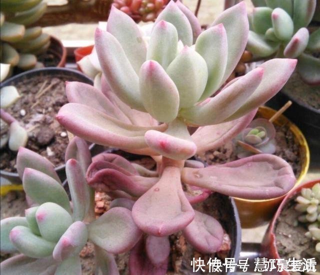 多肉|多肉植物,叶子软趴趴的是怎么回事?检查这3个方面