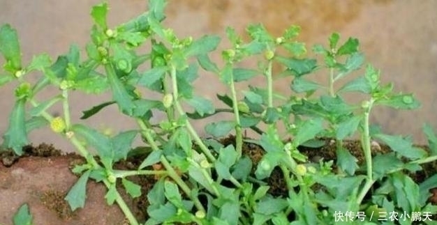 稻田边一草,味道熏人,鹅都不吃,却是头痛的良药,人称鹅不食