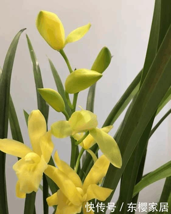 兰花浇水讲究大,浇好了爆盆,浇不好烂根