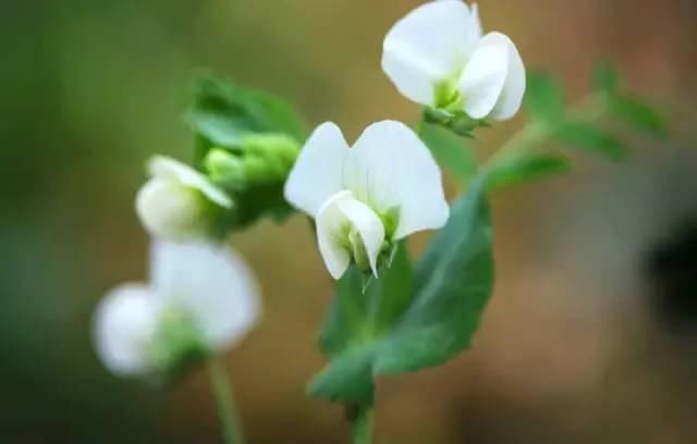 142种·开花植物，你认识几种？