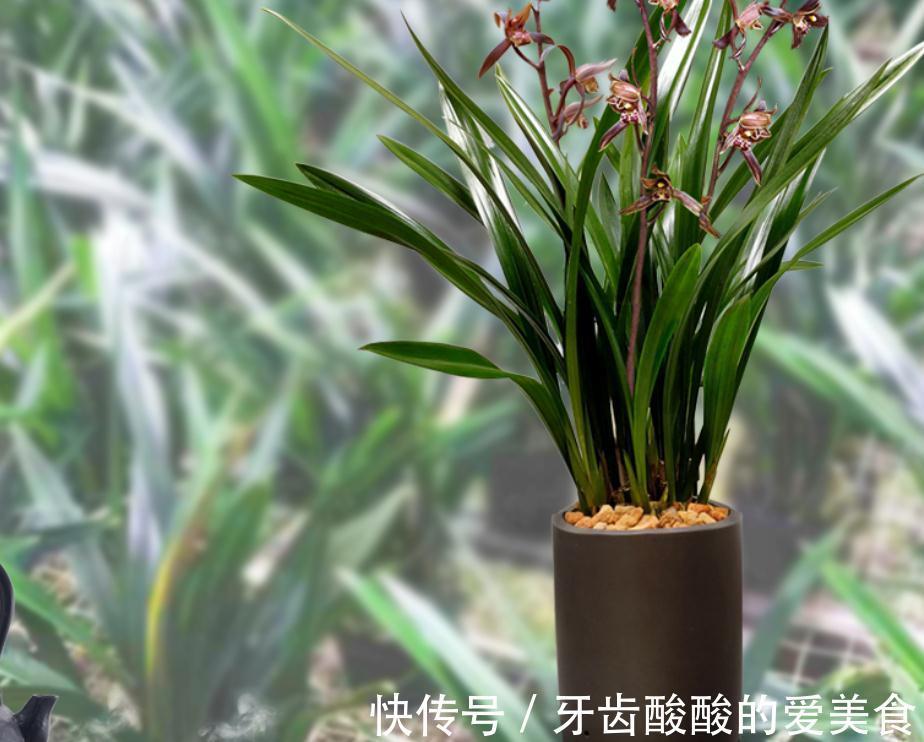 墨兰盆栽能在室内养吗？该怎么呵护好？