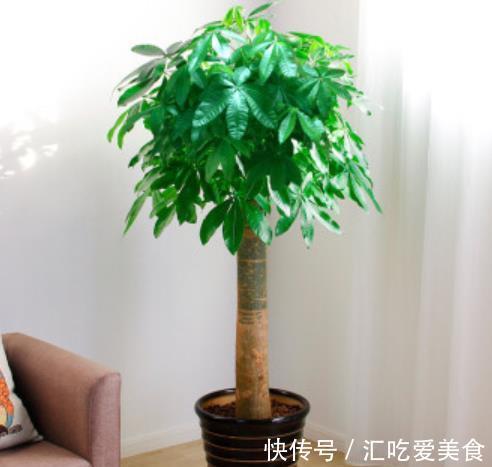 家里养了4种花，长不好就“剃个头”，剪秃了猛长出一茬新叶