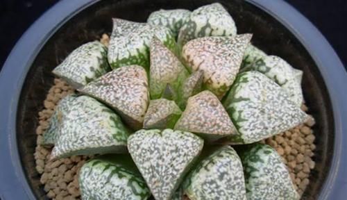 浇灌|这多肉是“迷你萌”，个头矮小长不高，叶片很“闪”，简单易成活