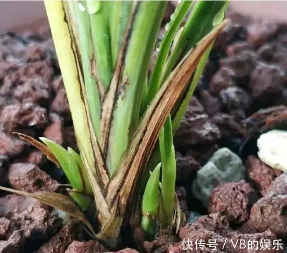 几种很耐寒的花,在冬天依旧开花美艳