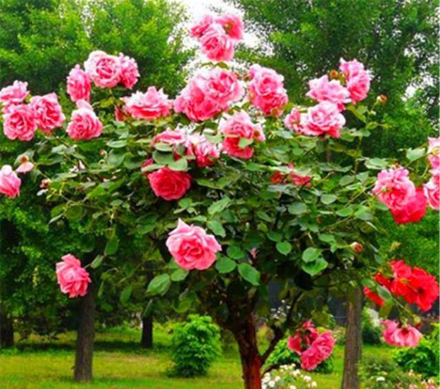 冬天月季要巧剪,“3个技巧”很实用,学会了春天新枝多又壮