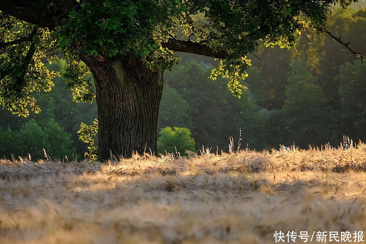 杀“熟”|边看边聊 | 买主