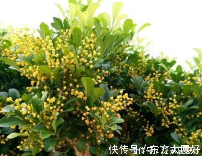 米兰花|养花就养4种花，好养易活花量大，养上一盆四季欣赏，好养还不贵