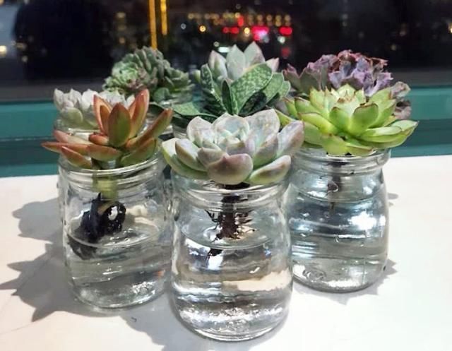 水里|多肉丢水里好度夏,叶子疯狂吸水,几天就变胖了