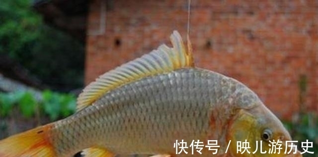 鲤鱼|伏天一热,我就只想用这鲤鱼饵,十用九灵,试过的人都拍案叫绝