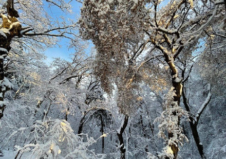 老年|全网点赞！秦岭雪景冲上热搜…未来几天这里或迎雨雪