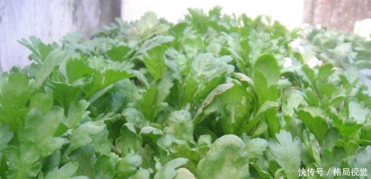 种菜|“4种菜”养阳台,好养又实用,一盆能吃多年,不用出门买!