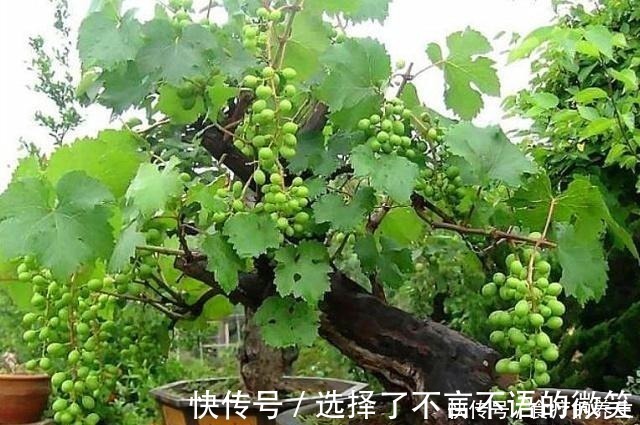 葡萄藤|老爸挖回一段“怪老藤”,养了小一年,爬到窗沿,挂了满墙果!