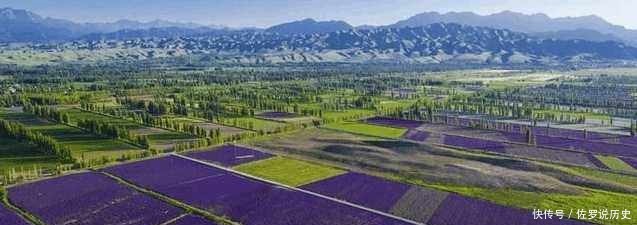 放眼望去|新疆伊犁这个地方盛产薰衣草, 被誉为中国的“普罗旺斯”