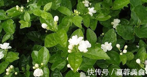 养殖茉莉的正确方法,注意几点,让茉莉提高开花质量