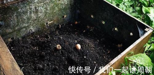 土壤|老花匠才知道的“养花催花利器”：家畜内脏、鱼鳞！