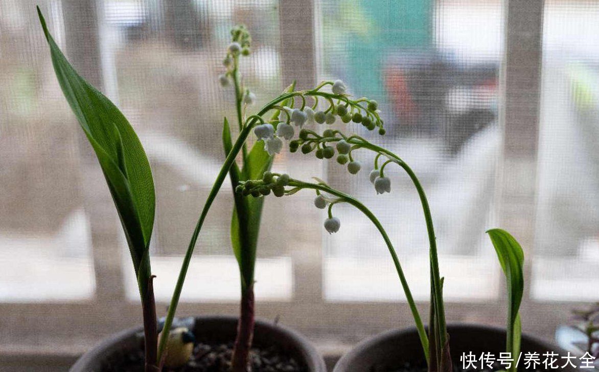 铃兰|冬天家里种铃兰，抑菌效果好，感冒不怕“串窝子”