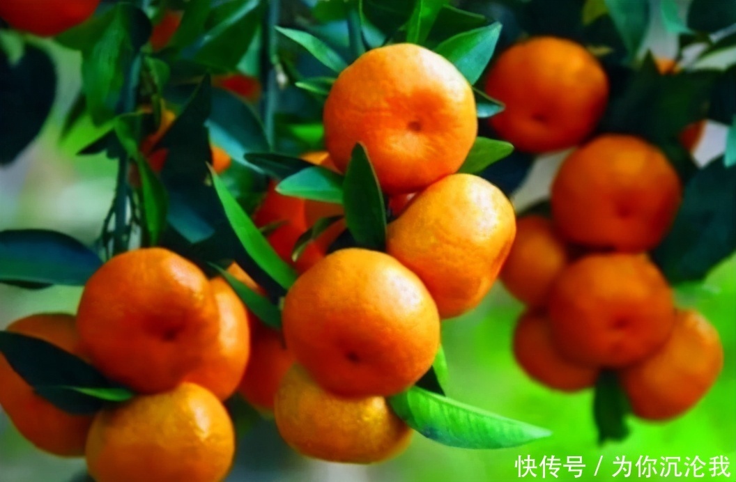 免疫力|想长寿要先会吃,3种食物不可少,排毒养颜,提高免疫力